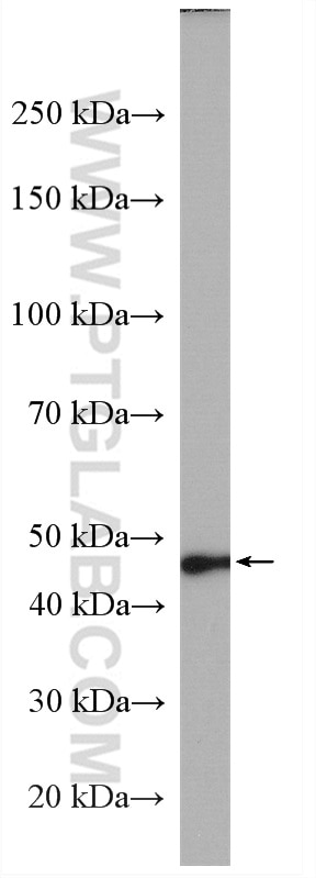 Western Blot (WB) analysis of mouse lung tissue using AGXT Polyclonal antibody (22394-1-AP)