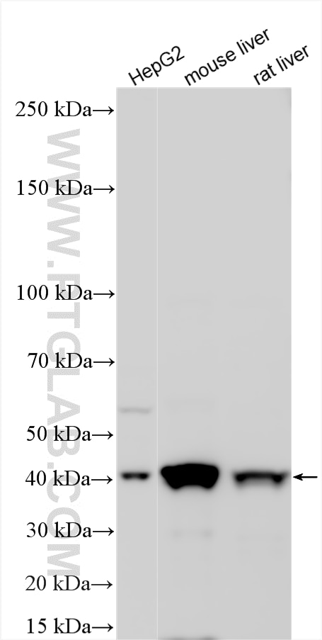 WB analysis using 22394-1-AP Western Blot (WB) analysis of various lysates using AGXT Polyclonal antibody (22394-1-AP)