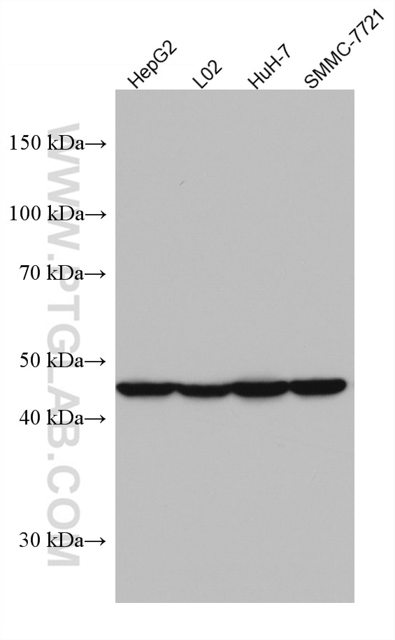 WB analysis using 67402-1-Ig