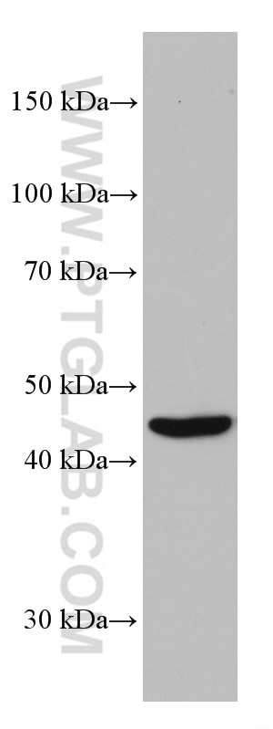 Western Blot (WB) analysis of NCI-H1299 cells using AGXT Monoclonal antibody (67402-1-Ig)