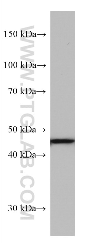 Western Blot (WB) analysis of A549 cells using AGXT Monoclonal antibody (67402-1-Ig)