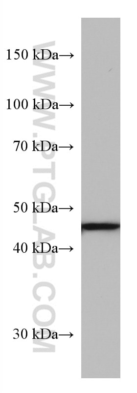 WB analysis of A549 using 67402-1-Ig