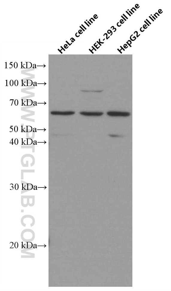Western Blot (WB) analysis of HeLa cells using AGXT2 Monoclonal antibody (66602-1-Ig)