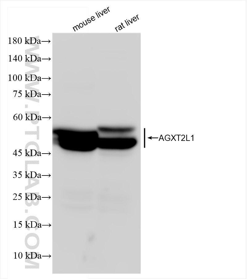 Western Blot (WB) analysis of various lysates using AGXT2L1 Recombinant antibody (83984-6-RR)