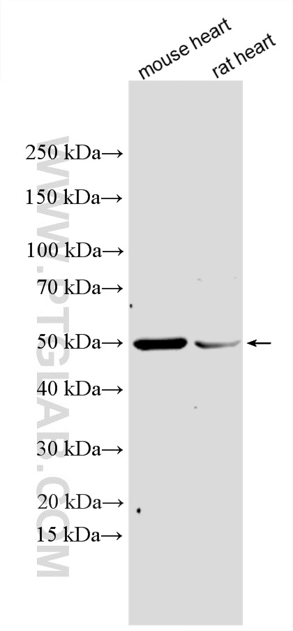 Western Blot (WB) analysis of various lysates using AGXT2L2 Polyclonal antibody (16449-1-AP)