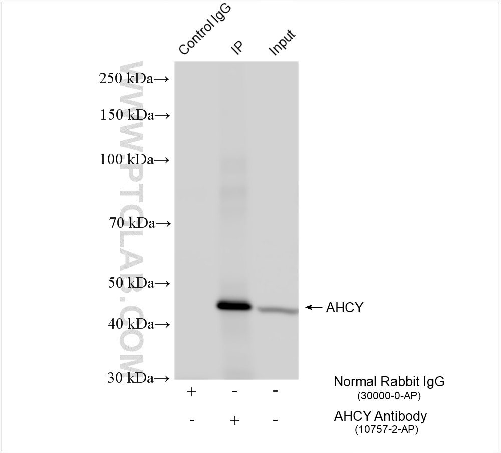 Immunoprecipitation (IP) experiment of COLO 320 cells using AHCY Polyclonal antibody (10757-2-AP)