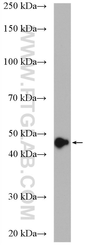 Western Blot (WB) analysis of mouse liver tissue using AHCY Polyclonal antibody (10757-2-AP)