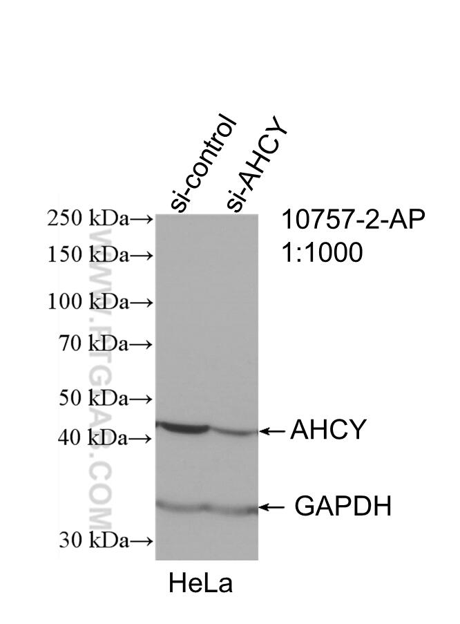 Western Blot (WB) analysis of HeLa cells using AHCY Polyclonal antibody (10757-2-AP)