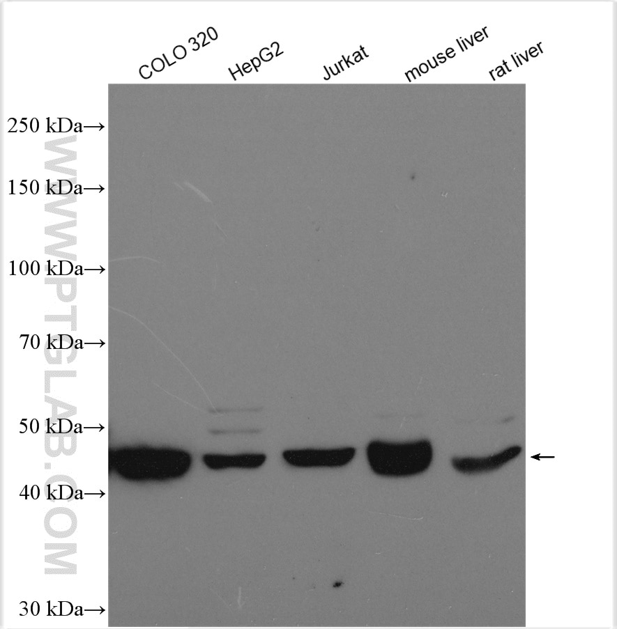 Western Blot (WB) analysis of various lysates using AHCY Polyclonal antibody (10757-2-AP)