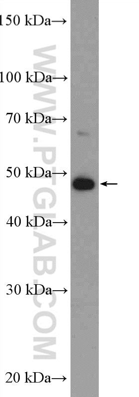 Western Blot (WB) analysis of HepG2 cells using AHCY Polyclonal antibody (10757-2-AP)