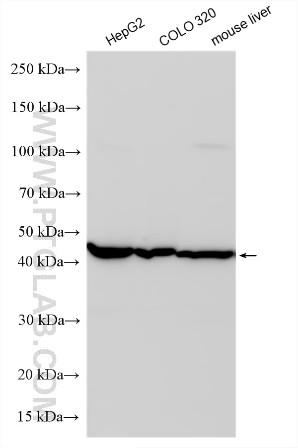 Western Blot (WB) analysis of various lysates using AHCY Polyclonal antibody (10757-2-AP)