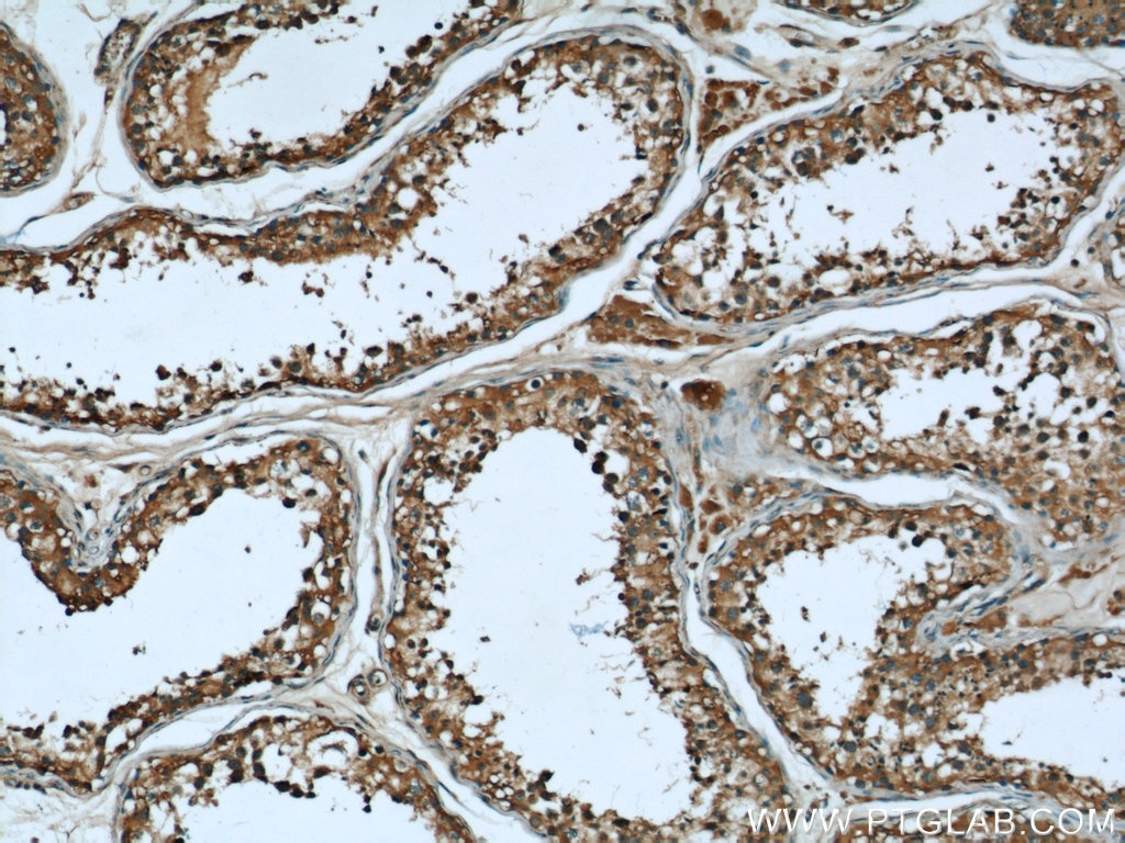 Immunohistochemistry (IHC) staining of human testis tissue using AHCY Monoclonal antibody (66019-1-Ig)