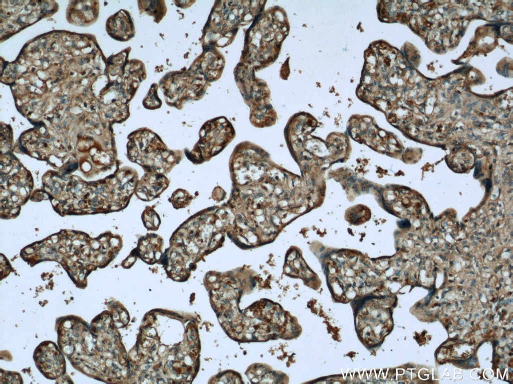 IHC staining of human placenta using 66019-1-Ig