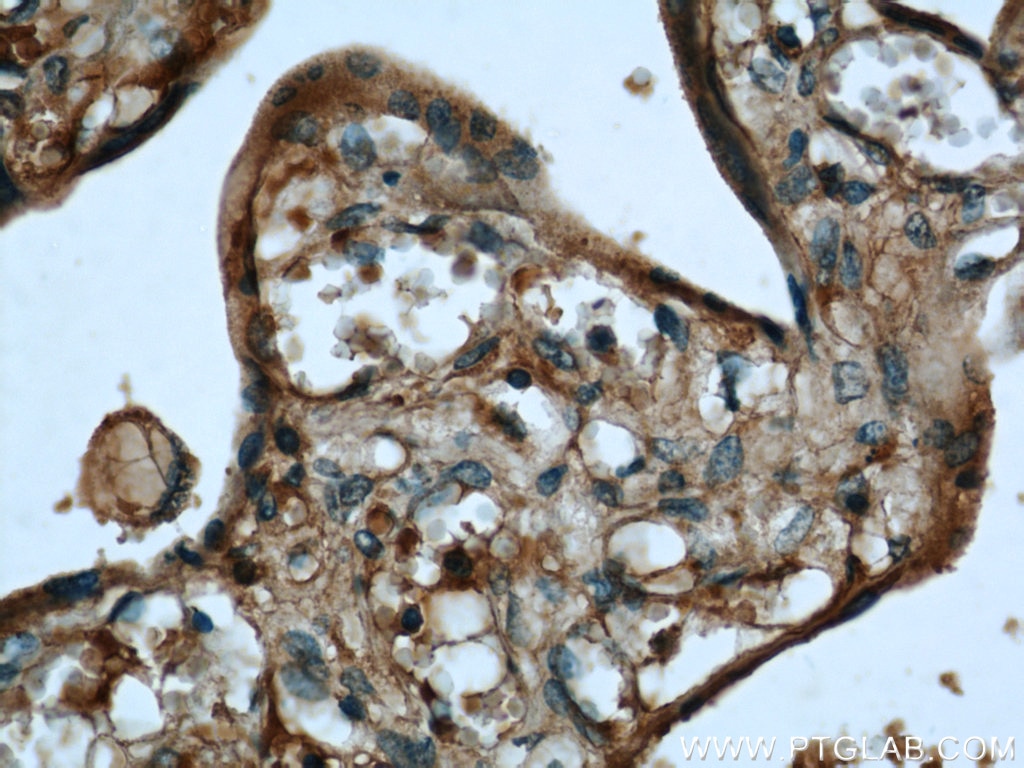 IHC staining of human placenta using 66019-1-Ig