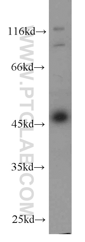 Western Blot (WB) analysis of HeLa cells using AHCY Monoclonal antibody (66019-1-Ig)