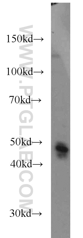 Western Blot (WB) analysis of HeLa cells using AHCY Monoclonal antibody (66019-1-Ig)