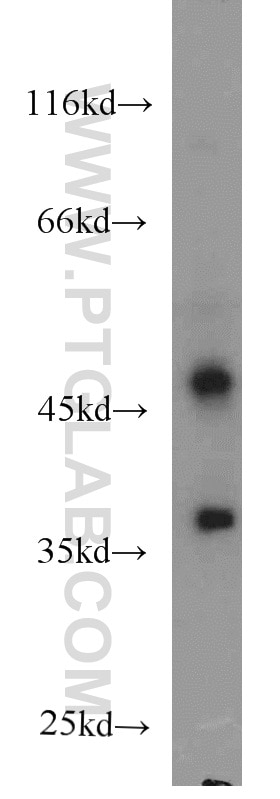 Western Blot (WB) analysis of L02 cells using AHCY Monoclonal antibody (66019-1-Ig)