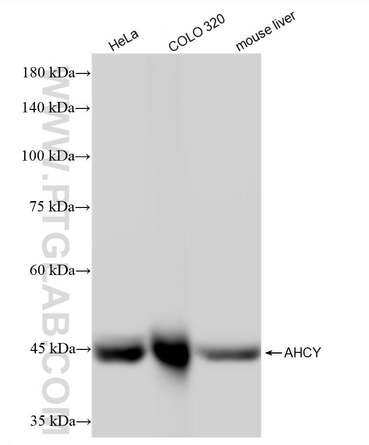 WB analysis using 88119-1-RR Western Blot (WB) analysis of various lysates using AHCY Recombinant monoclonal antibody (88119-1-RR)
