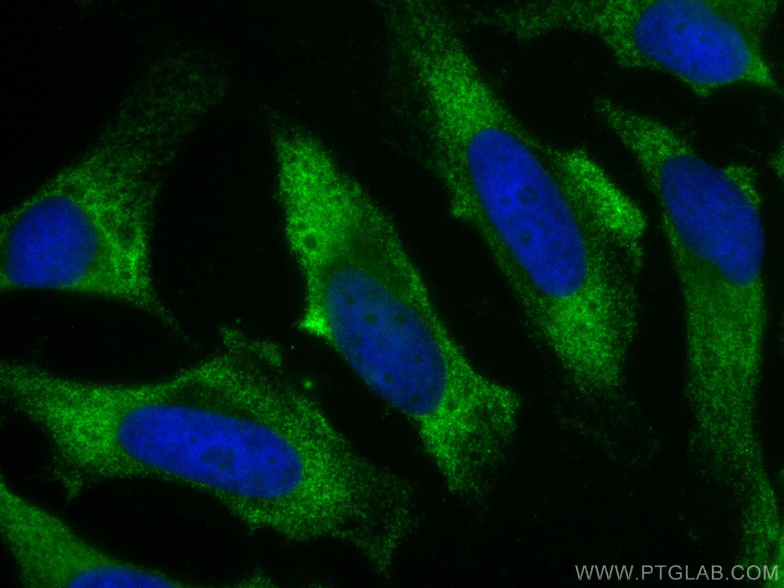 Immunofluorescence (IF) / fluorescent staining of HeLa cells using CoraLite® Plus 488-conjugated AHCY Monoclonal anti (CL488-66019)