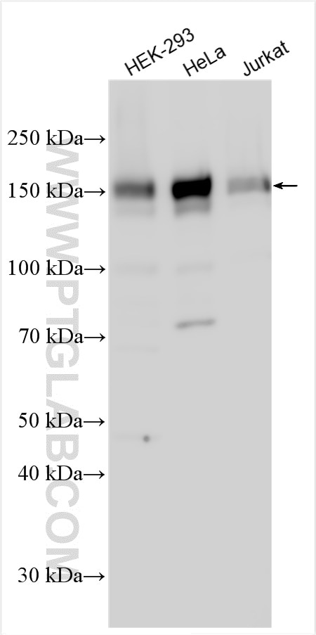 Western Blot (WB) analysis of various lysates using AHI1 Polyclonal antibody (22045-1-AP)
