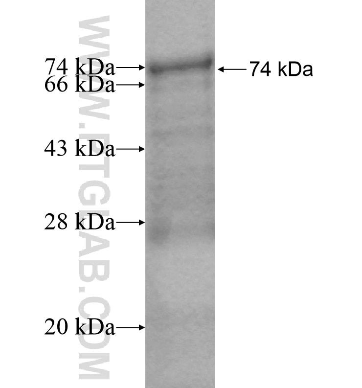AHI1 fusion protein Ag16885 SDS-PAGE