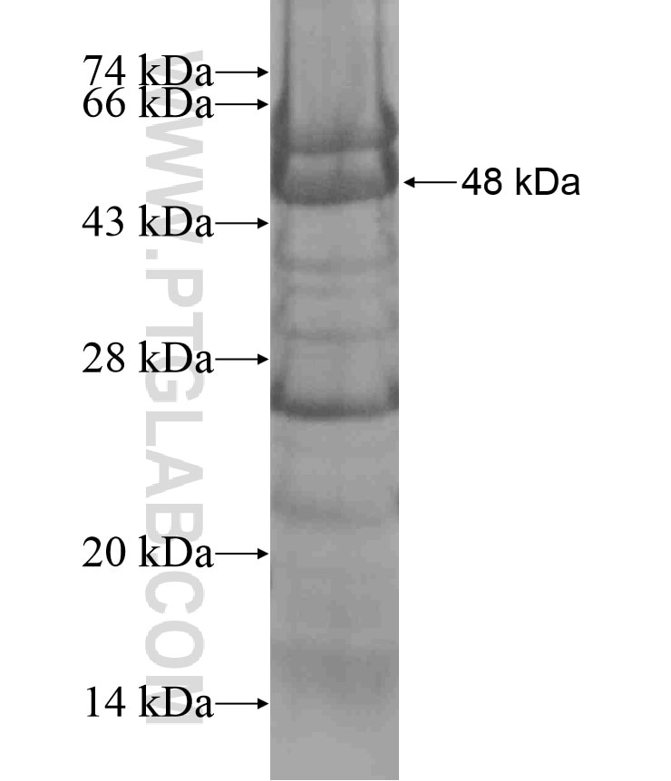 AHI1 fusion protein Ag17446 SDS-PAGE