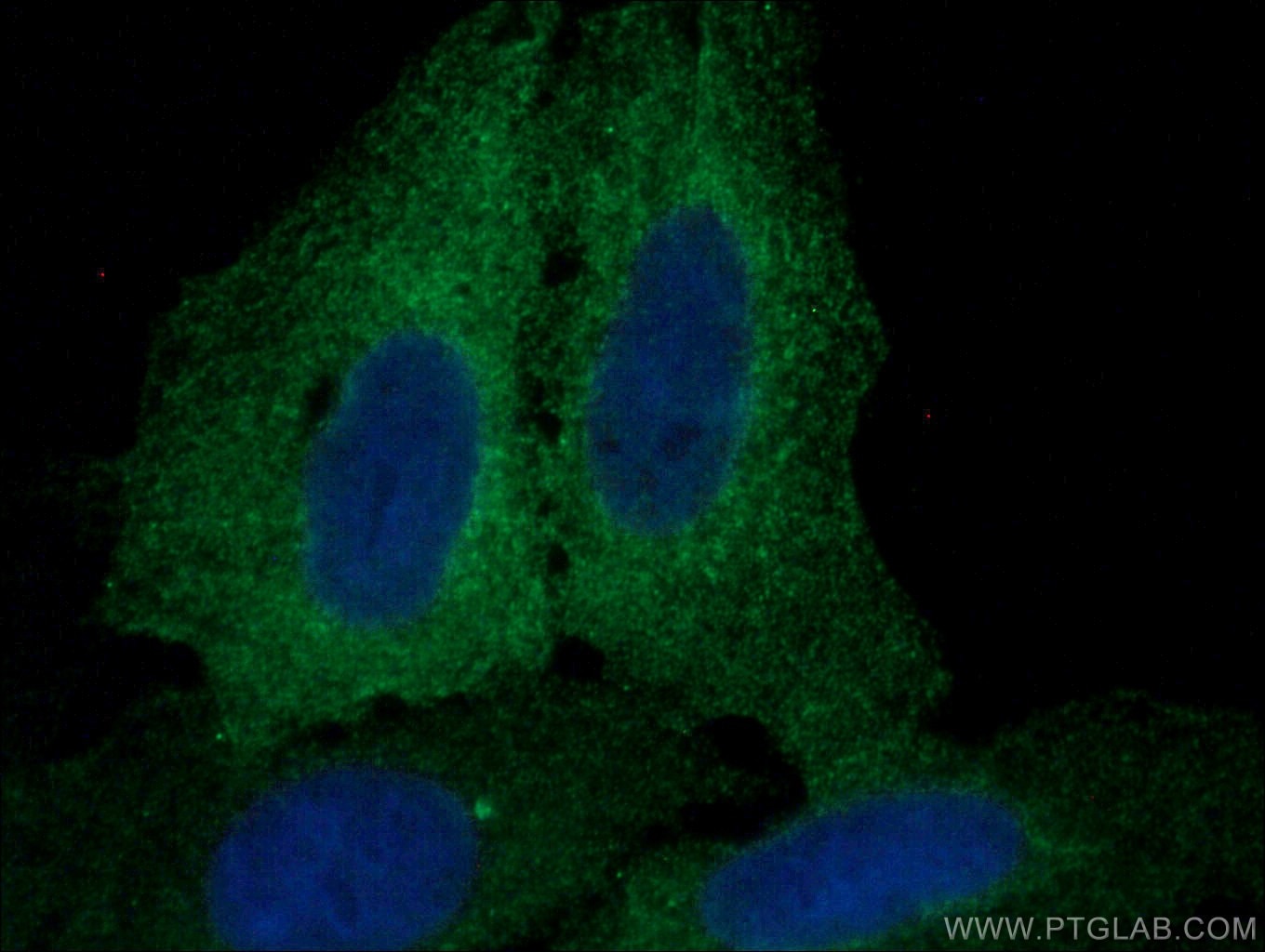 Immunofluorescence (IF) / fluorescent staining of U2OS cells using AHNAK2 Polyclonal antibody (17682-1-AP)