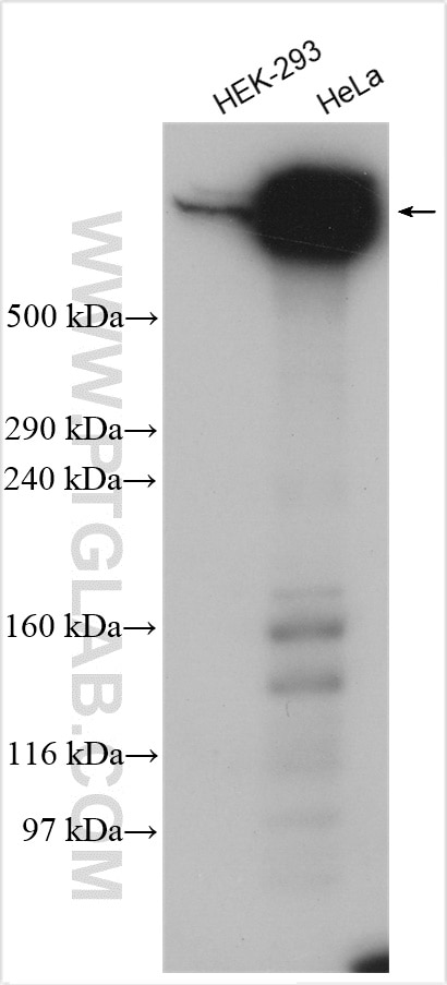 Western Blot (WB) analysis of various lysates using AHNAK2 Polyclonal antibody (17682-1-AP)