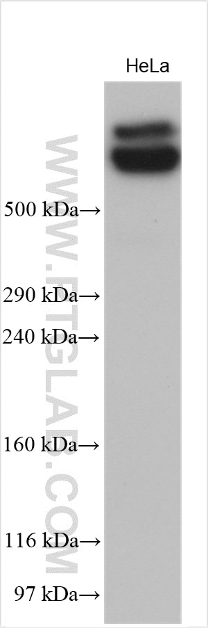 Western Blot (WB) analysis of HeLa cells using AHNAK2 Polyclonal antibody (27078-1-AP)
