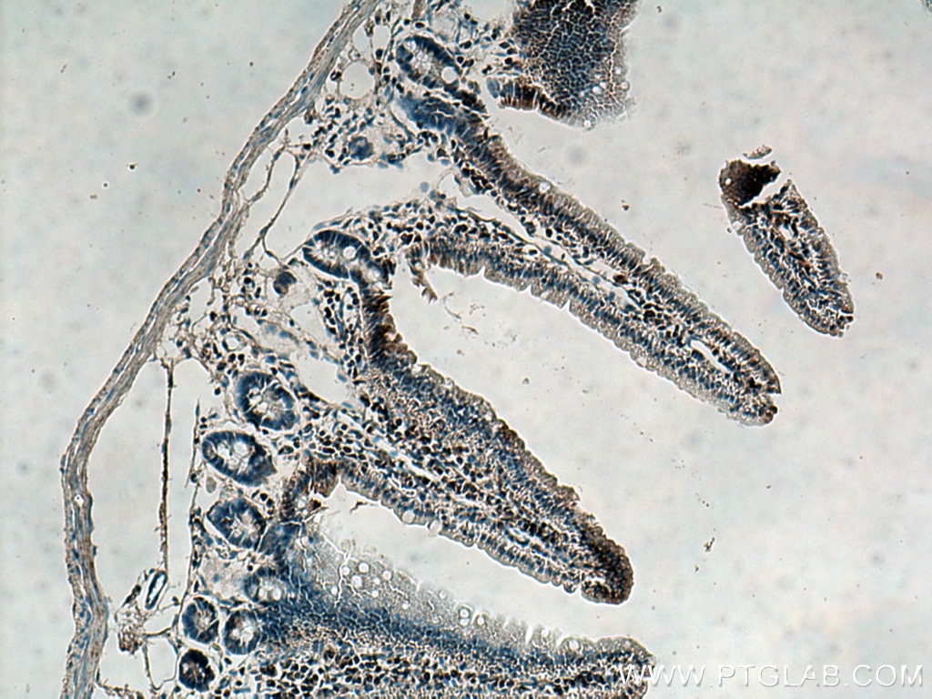 Immunohistochemistry (IHC) staining of mouse small intestine tissue using AHR Polyclonal antibody (17840-1-AP)