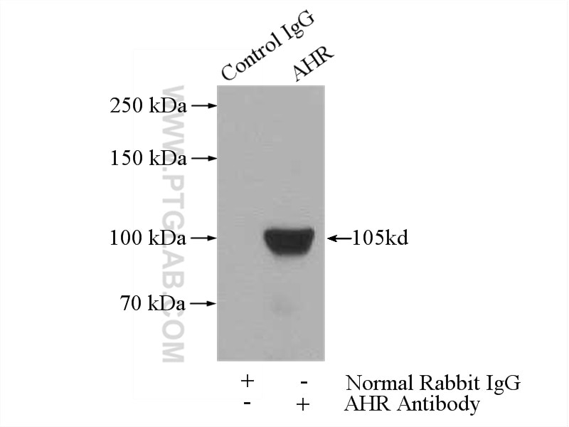 Immunoprecipitation (IP) experiment of PC-3 cells using AHR Polyclonal antibody (17840-1-AP)
