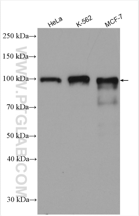 Western Blot (WB) analysis of various lysates using AHR Polyclonal antibody (17840-1-AP)