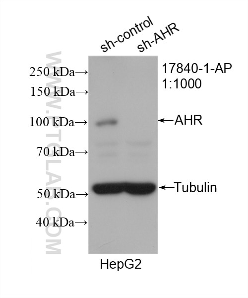 Western Blot (WB) analysis of HepG2 cells using AHR Polyclonal antibody (17840-1-AP)