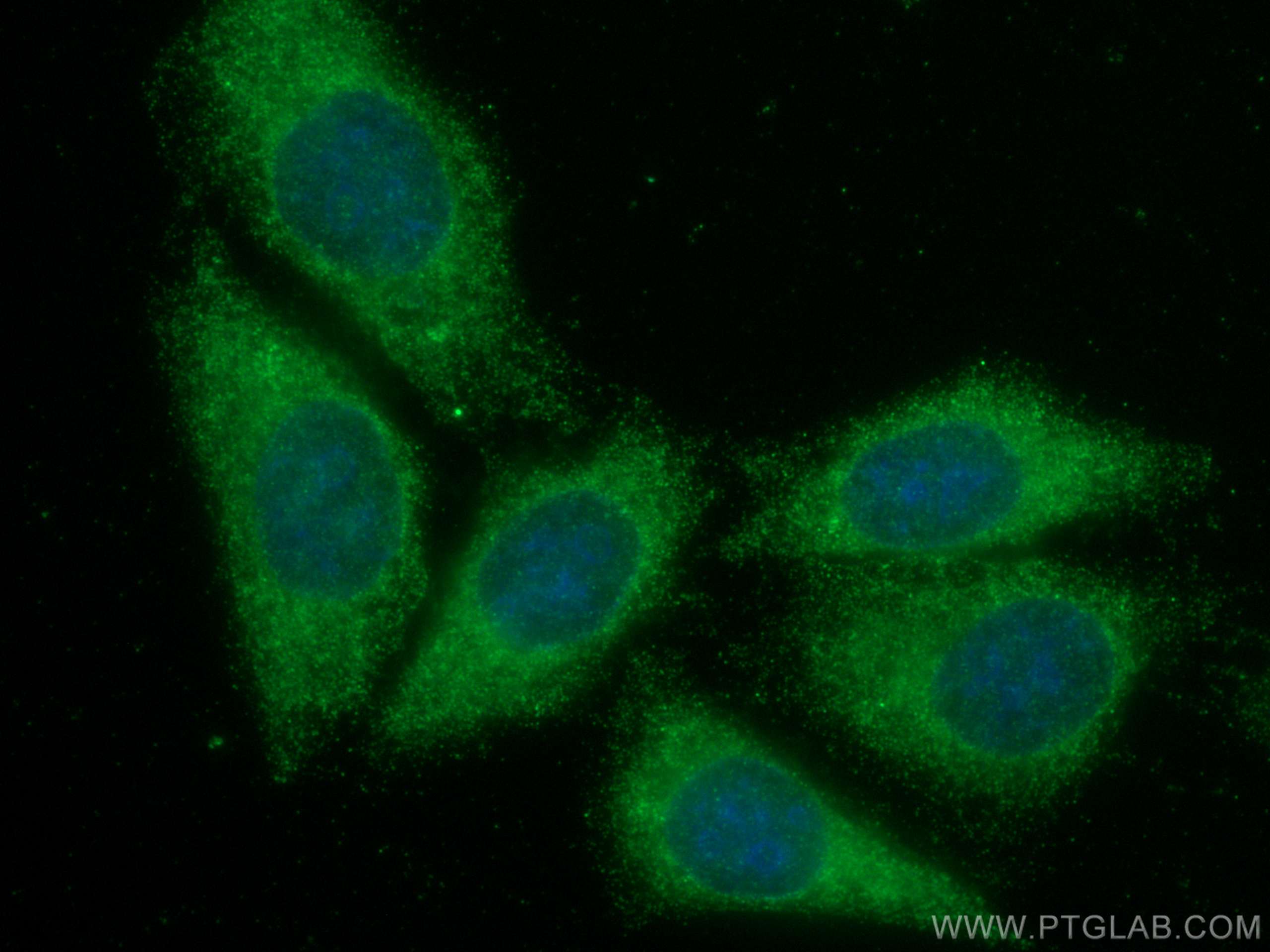 Immunofluorescence (IF) / fluorescent staining of HepG2 cells using AHR Polyclonal antibody (28727-1-AP)