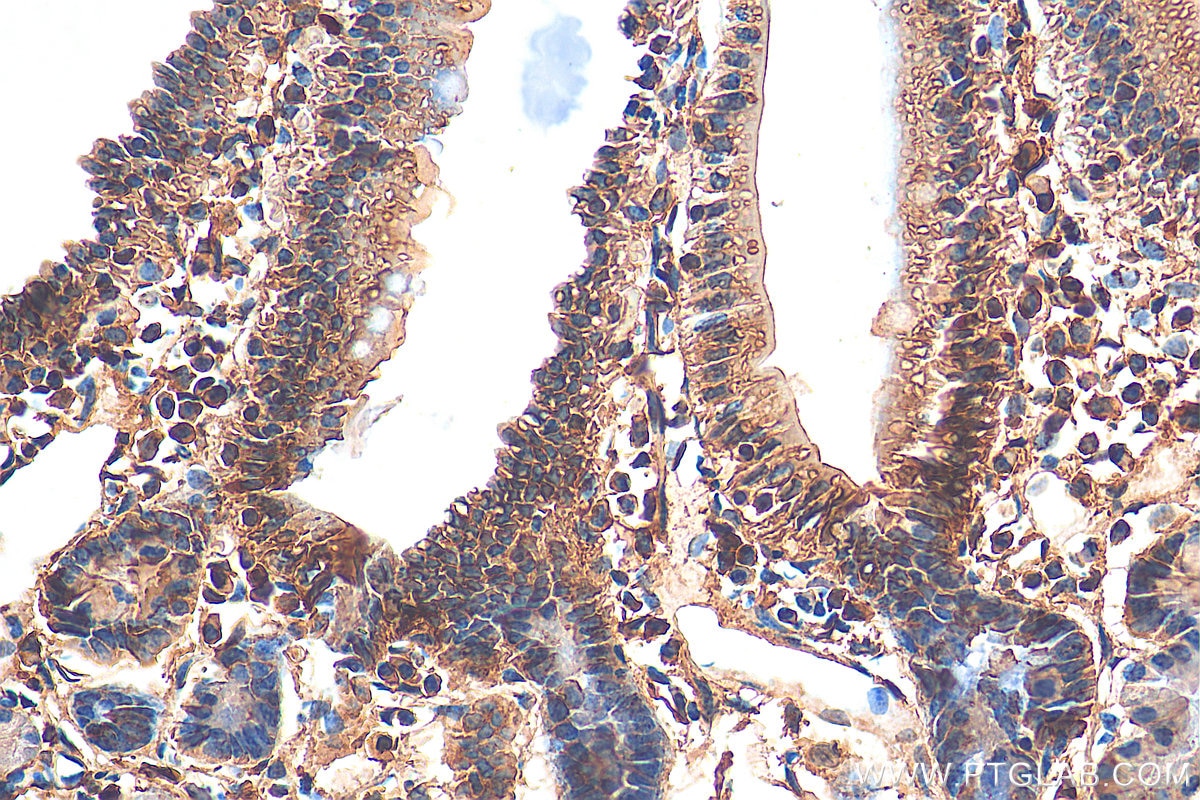 Immunohistochemistry (IHC) staining of mouse small intestine tissue using AHR Polyclonal antibody (28727-1-AP)