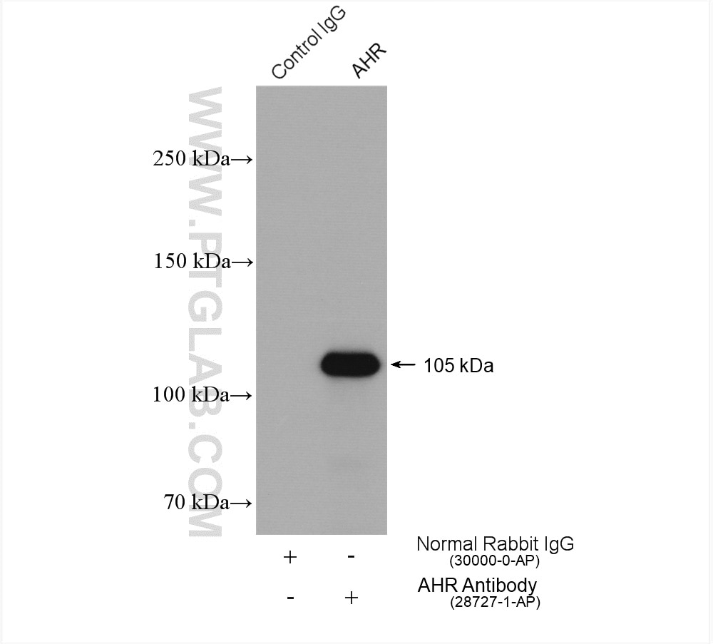 Immunoprecipitation (IP) experiment of PC-3 cells using AHR Polyclonal antibody (28727-1-AP)