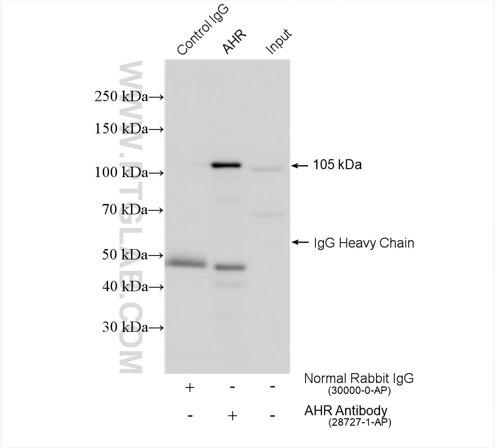 Immunoprecipitation (IP) experiment of PC-3 cells using AHR Polyclonal antibody (28727-1-AP)