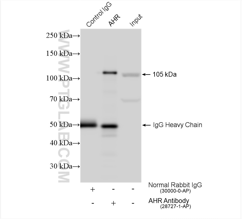 Immunoprecipitation (IP) experiment of HepG2 cells using AHR Polyclonal antibody (28727-1-AP)