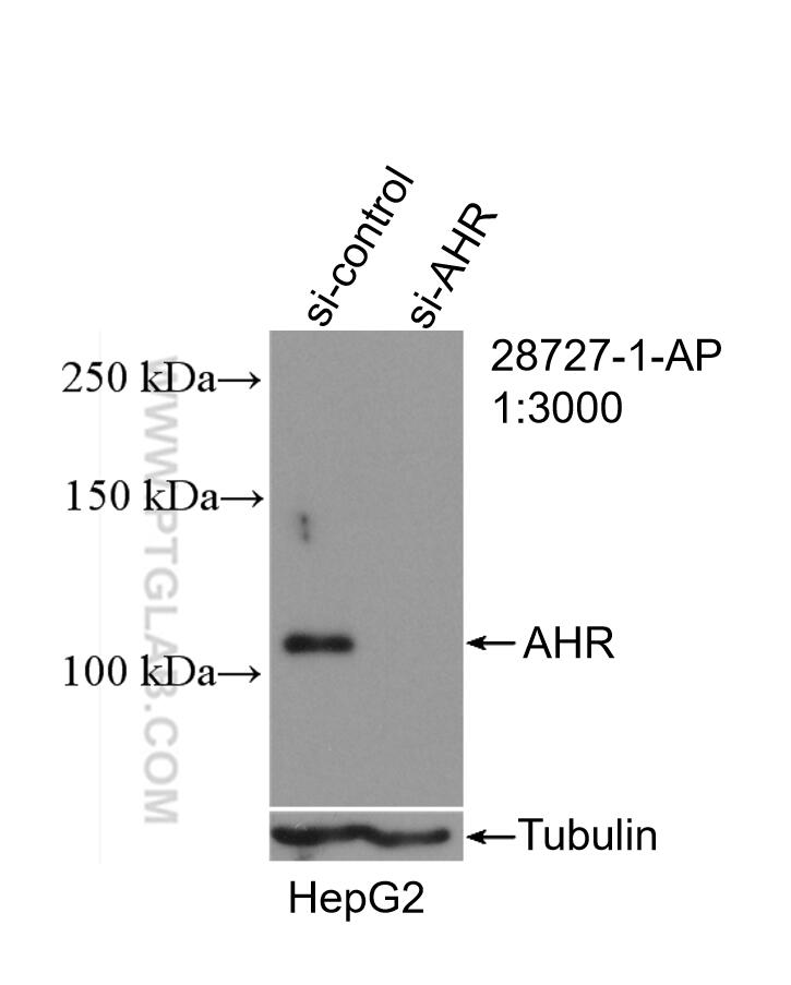 Western Blot (WB) analysis of HepG2 cells using AHR Polyclonal antibody (28727-1-AP)
