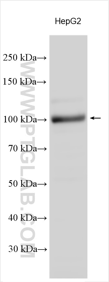Western Blot (WB) analysis of various lysates using AHR Polyclonal antibody (30242-1-AP)