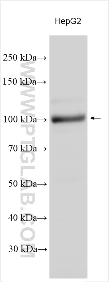 WB analysis using 30242-1-AP