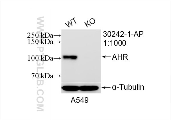 Western Blot (WB) analysis of A549 cells using AHR Polyclonal antibody (30242-1-AP)