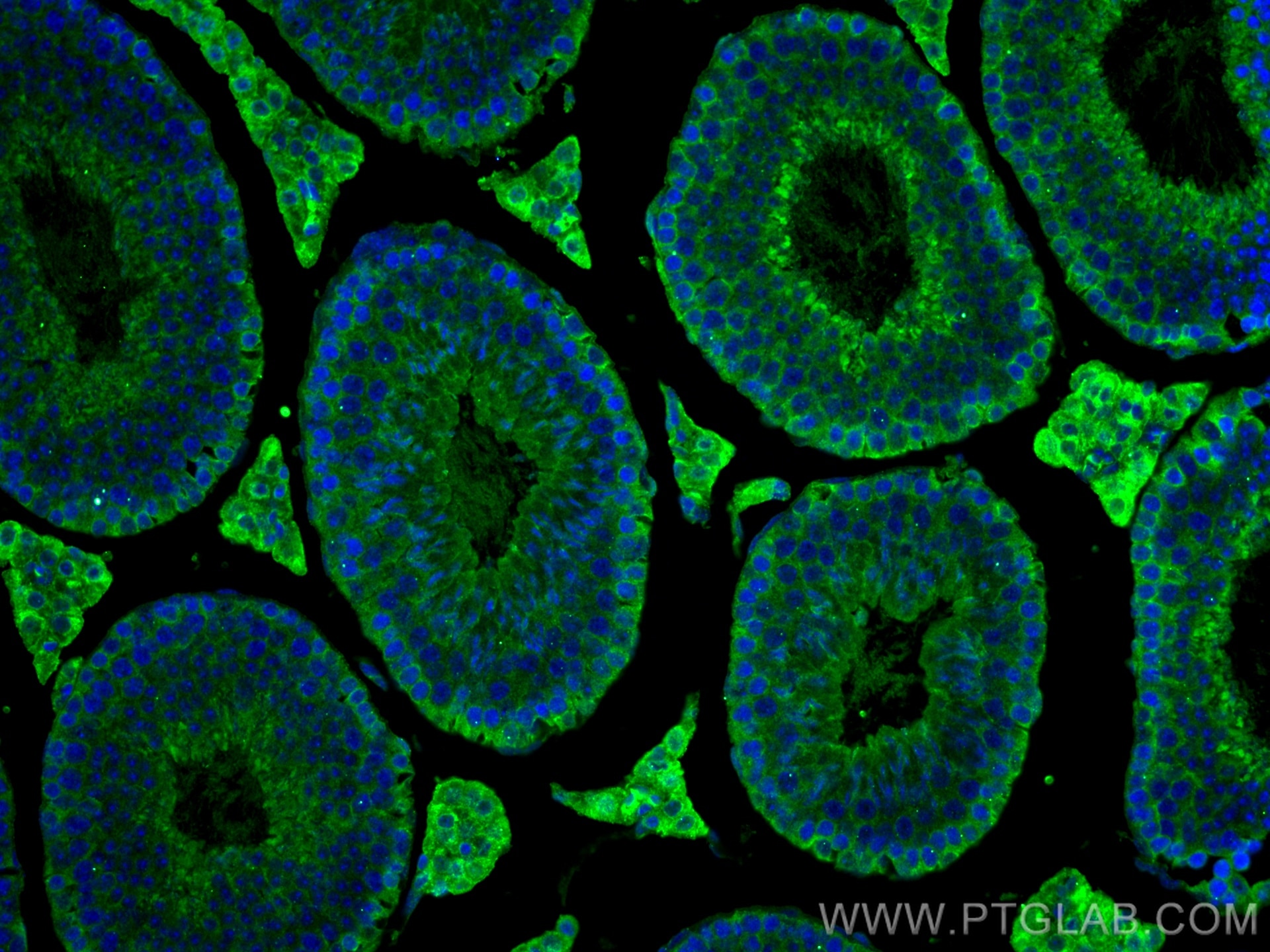 Immunofluorescence (IF) / fluorescent staining of mouse testis tissue using AHR Monoclonal antibody (67785-1-Ig)