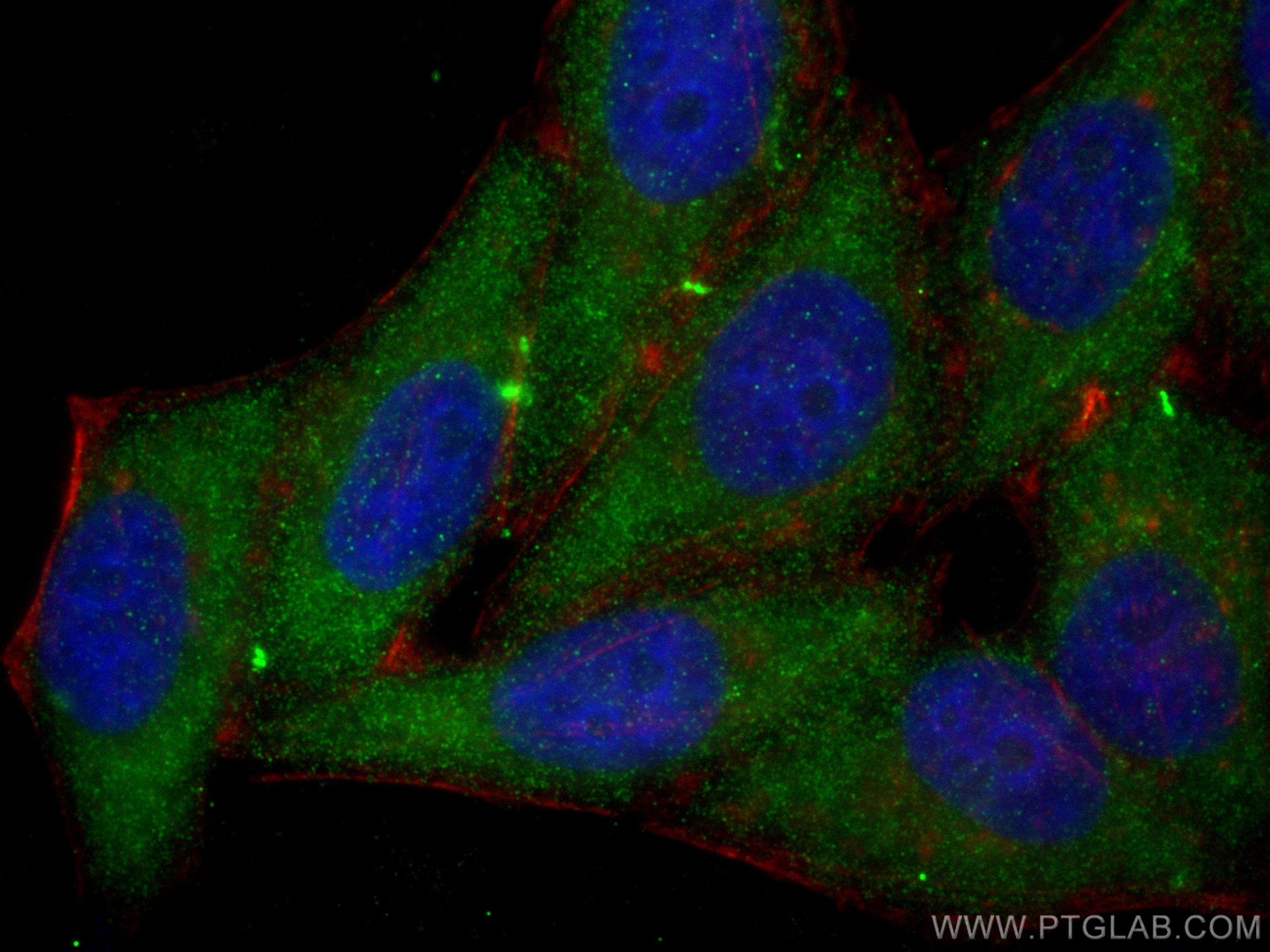 Immunofluorescence (IF) / fluorescent staining of HepG2 cells using AHR Monoclonal antibody (67785-1-Ig)