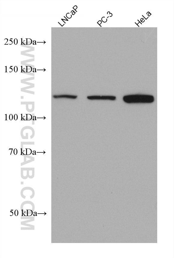 Western Blot (WB) analysis of various lysates using AHR Monoclonal antibody (67785-1-Ig)