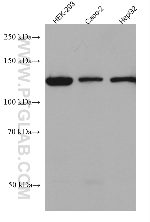 Western Blot (WB) analysis of various lysates using AHR Monoclonal antibody (67785-1-Ig)