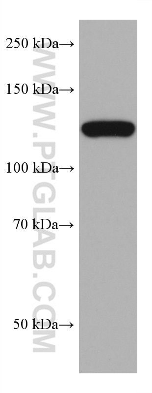 Western Blot (WB) analysis of HSC-T6 cells using AHR Monoclonal antibody (67785-1-Ig)