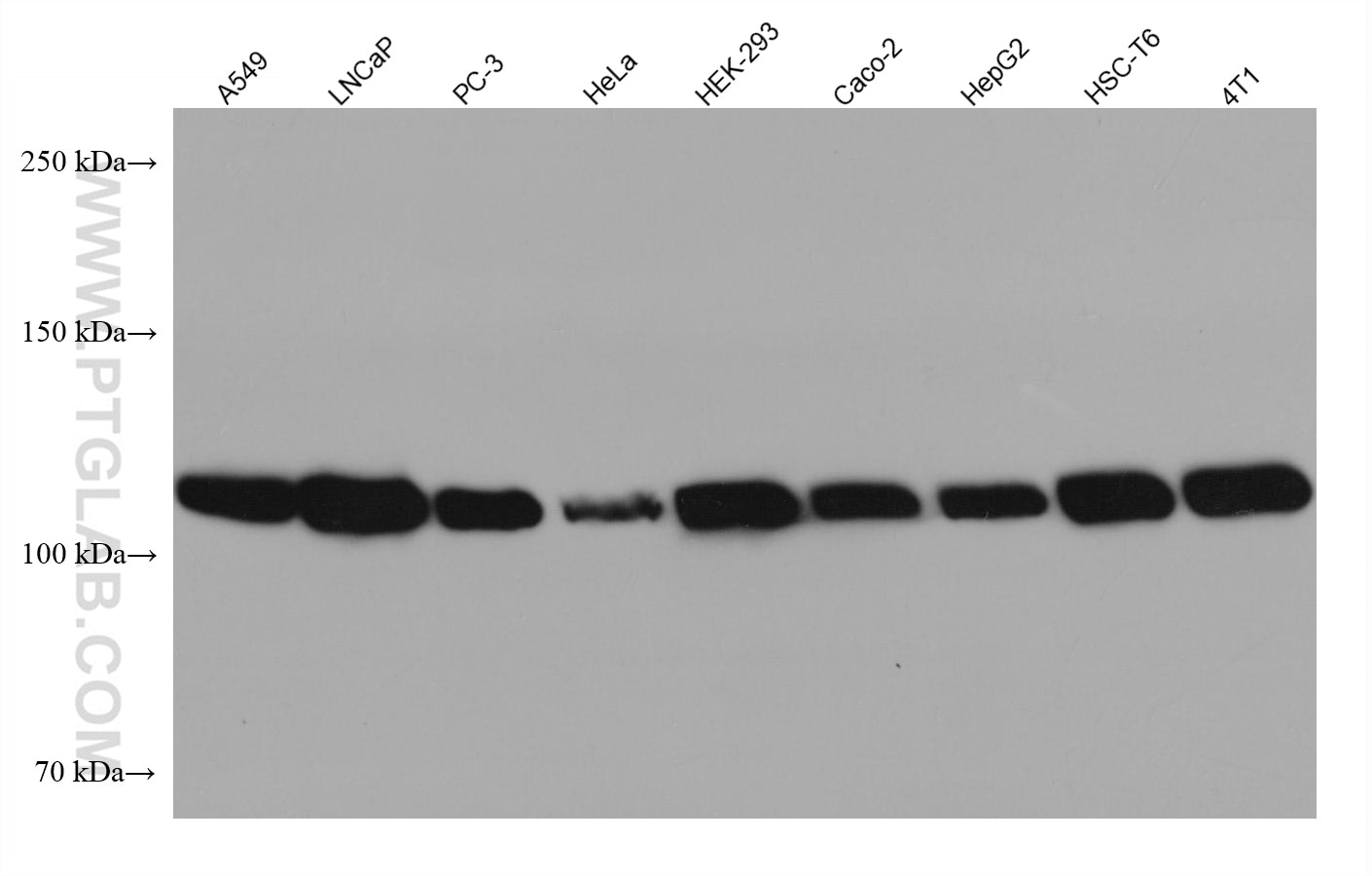 Western Blot (WB) analysis of various lysates using AHR Monoclonal antibody (67785-1-Ig)