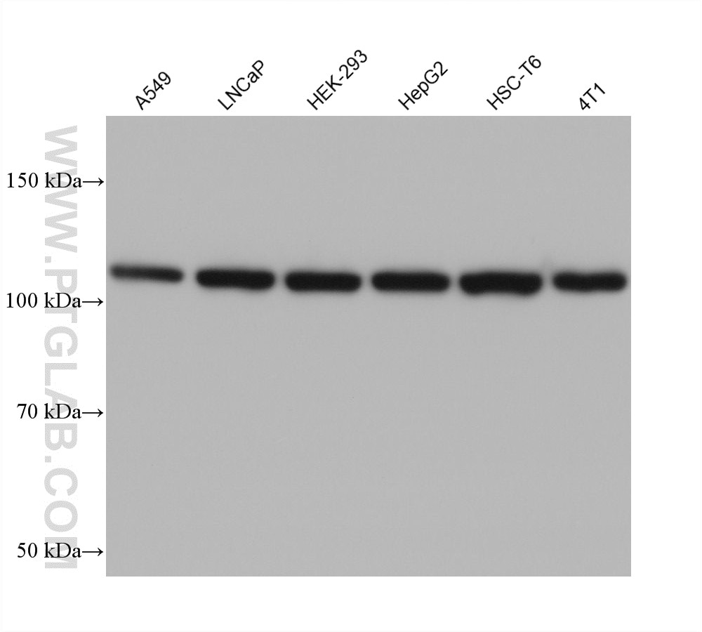 WB analysis using 67785-1-Ig Western Blot (WB) analysis of various lysates using AHR Monoclonal antibody (67785-1-Ig)