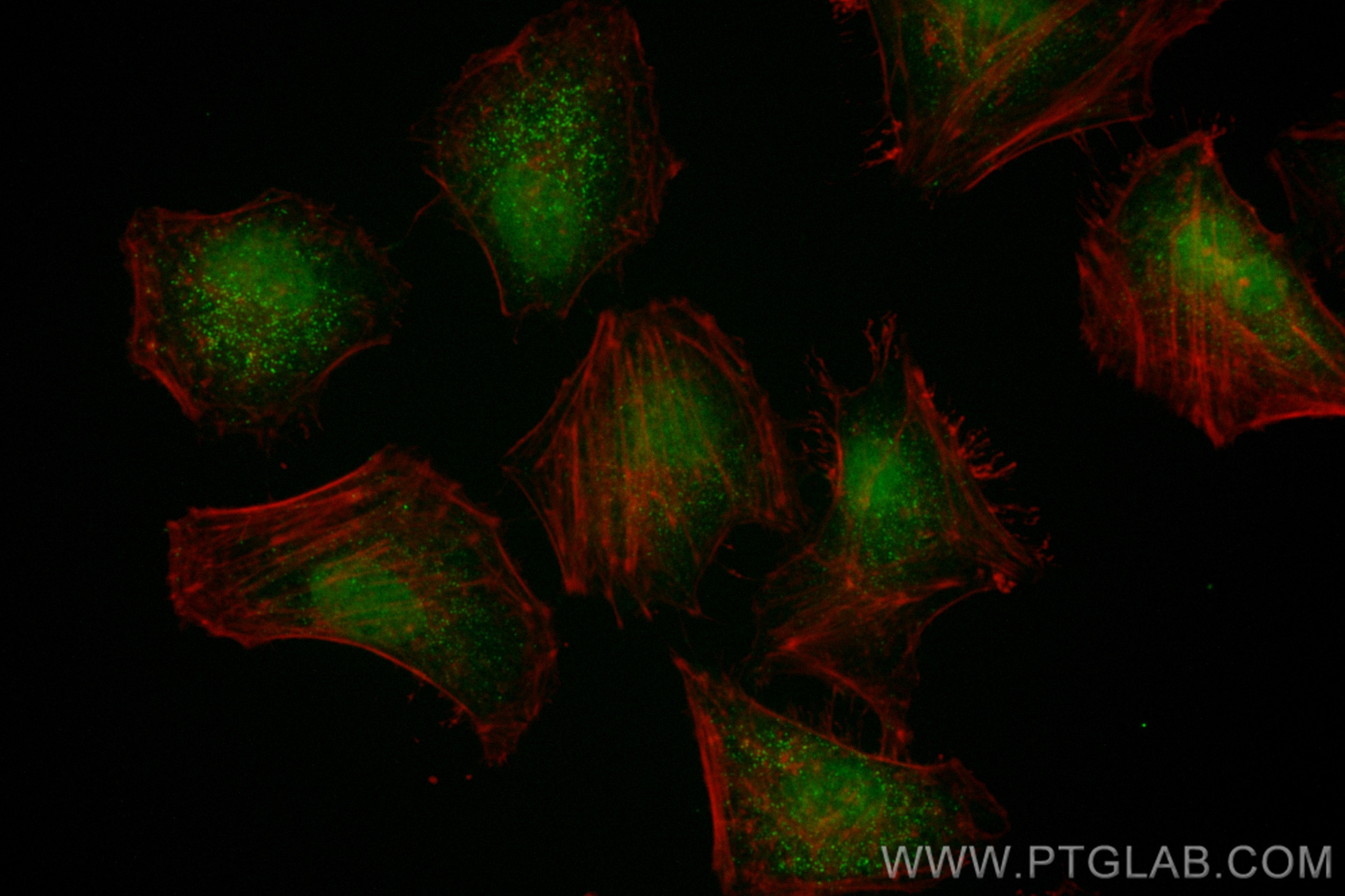 Immunofluorescence (IF) / fluorescent staining of HeLa cells using CoraLite® Plus 488-conjugated AHR Recombinant mono (CL488-83369-6)